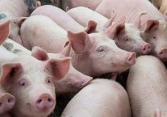 A group of hogs are close together in a pen.