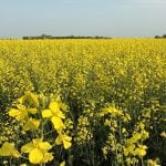 A field of canola in full bloom in mid-July.