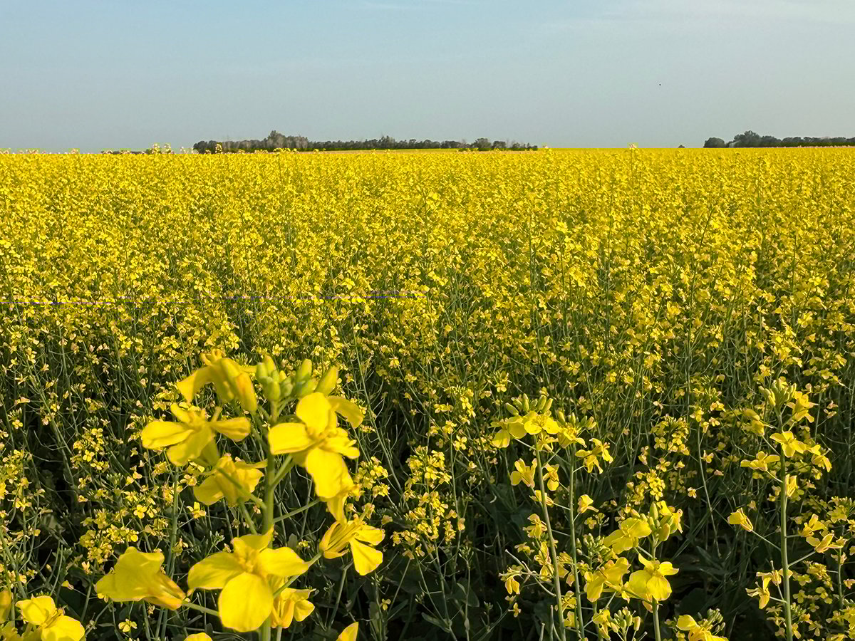A field of canola in full bloom in mid-July.