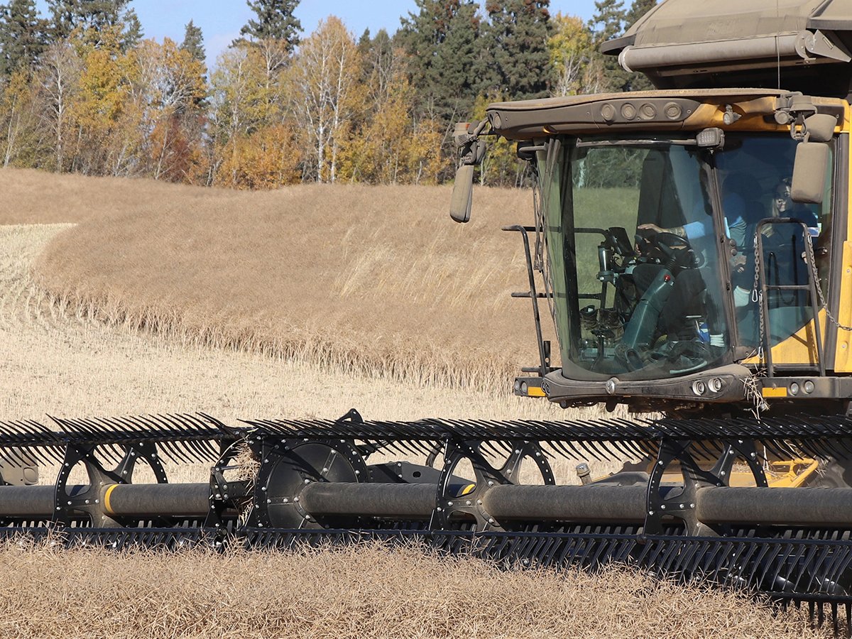 A yellow combine harvests canola in a field surrounded by both pine and poplar trees, the leaves of the latter are turning orange.