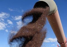 Canola seed spills from the end of a green auger.