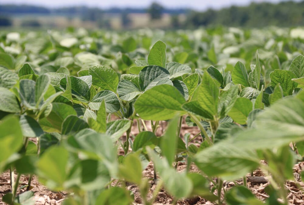 A soybean crop on a sunny day.