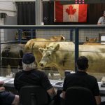 Cattle at auction at the Grunthal Livestock Auction Mart on August 19, 2025.