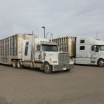 Two cattle liners parked side-by-side in a parking lot in Alberta.