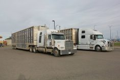 Two cattle liners parked side-by-side in a parking lot in Alberta.