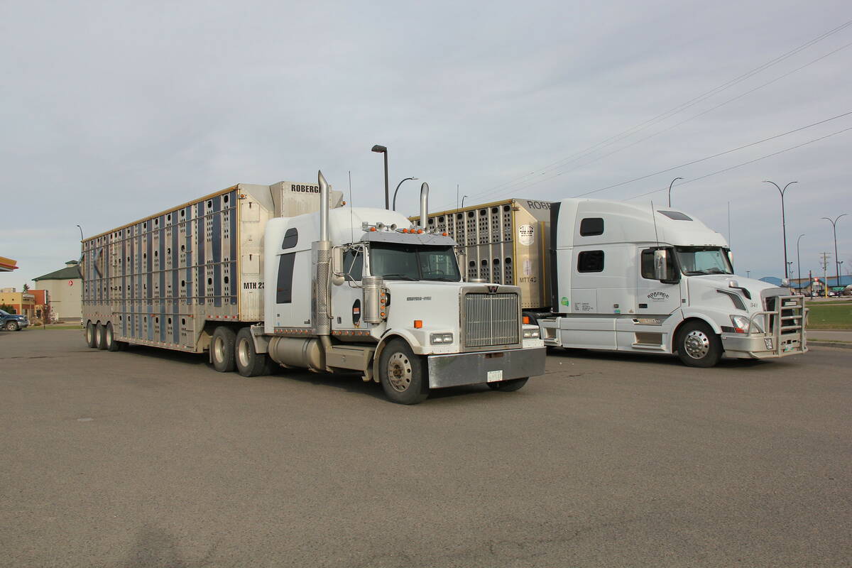 Two cattle liners parked side-by-side in a parking lot in Alberta.