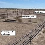 A photo of three cattle pens with the labels, "Gathering and sorting pen," “Clean-out pen," and "Target pen."