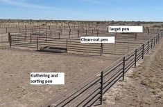 A photo of three cattle pens with the labels, "Gathering and sorting pen," “Clean-out pen," and "Target pen."