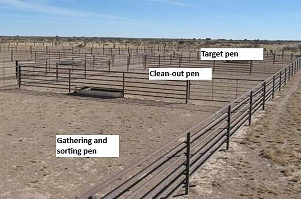 A photo of three cattle pens with the labels,