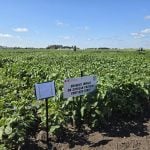 Carberry field day looks for agriculture solutions
