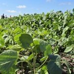 Spider mites big soybean problem this season