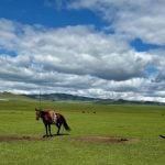 A green pasture at the base of some large hills has a few horses grazing in it under a blue sky with puffy white clouds in Mongolia.
