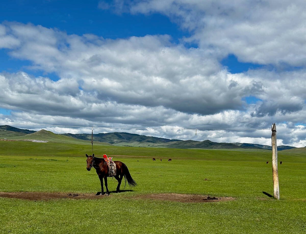 A green pasture at the base of some large hills has a few horses grazing in it under a blue sky with puffy white clouds in Mongolia.