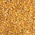 Corn bids and offers have lately been far apart, with bids generally a dollar or more below the C$12 per bushel Ontario farmers would like to see. Photo: iStock/Getty Images
