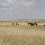 Cattle graze in a dry pasture under a mostly sunny sky with some puffy white clouds.