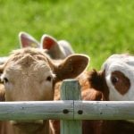 Two cows look over the wooden top rail in a corral.