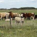 Cattle grazing in a pasture on August 10, 2025.