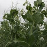 Field peas in flower at a Discovery Farm demonstration plot on July 4, 2023.