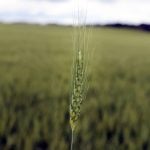 a lone spring wheat plant is in perfect focus while the rest of the field is blurred behind it.
