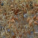 Close up of some red lentils on the plant.