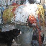 A black and white dog stands next to a large pile of waste plastic sniffing one of the bales baled at the Mountainview Waste Management commission in Olds, Alberta.