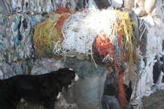 A black and white dog stands next to a large pile of waste plastic sniffing one of the bales baled at the Mountainview Waste Management commission in Olds, Alberta.