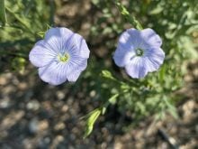 A close-up of two, purple flax flowers in full bloom.