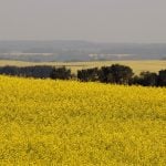 A canola field in northwestern Manitoba in full bloom.