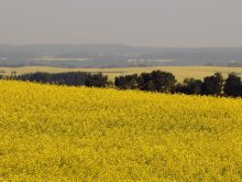 A canola field in northwestern Manitoba in full bloom.