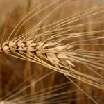 Close up of a ripe head of durum horizontal across the frame with the rest of the crop filling the background.