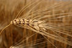 Close up of a ripe head of durum horizontal across the frame with the rest of the crop filling the background.