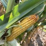 A ripe cob of corn on the stalk has had its husk peeled away exposing its yellow kernels.