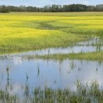 A pool of water in a seeded field in the foreground that turns into a small stream running through a blooming canola field.