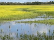 A pool of water in a seeded field in the foreground that turns into a small stream running through a blooming canola field.