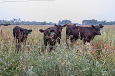 Four black calves stand in a pasture staring at the camera. High tensile wire from the pasture's fence is visible in between.