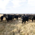 A herd of black angus cattle in a pasture.