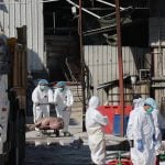 Workers dressed in white biosecurity suits with hoods and wearing procedure masks and blue latex gloves, two of whom are pushing an ill or dead pig on a cart, work to carry out a cull at a large pig farm in China.