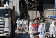 Workers dressed in white biosecurity suits with hoods and wearing procedure masks and blue latex gloves, two of whom are pushing an ill or dead pig on a cart, work to carry out a cull at a large pig farm in China.
