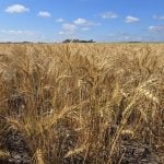 A winter wheat field at the Manitoba Crop Diversification Centre near Carberry on Aug. 6, 2025.