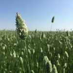 Canaryseed Wilcox, Sask.
