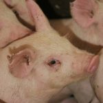 Pigs bunched together in an indoor pen.