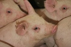 Pigs bunched together in an indoor pen.