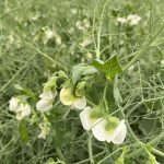 A yellow pea plant with white blooms on it.