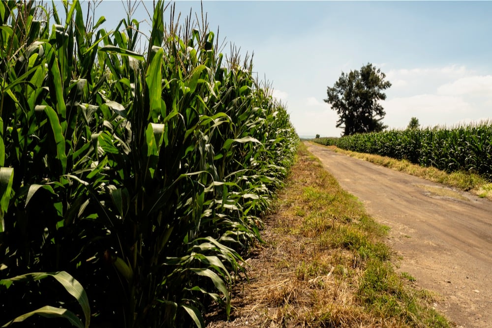 File photo of a cornfield in Mexico. (Roberto Cabrera/iStock/Getty Images)
