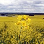 Close up of the blossoming head of a lone canola plant with the rest of the field slightly blurred behind it.