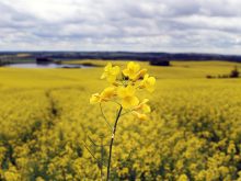 Close up of the blossoming head of a lone canola plant with the rest of the field slightly blurred behind it.