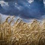 A low angle photo of a crop of ripe barley against a scattered dark clouds background.