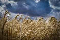 A low angle photo of a crop of ripe barley against a scattered dark clouds background.