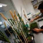 A close up of three ripe stalks of wheat growing in a planter in a lab with a person looking at other plants blurred in the background.