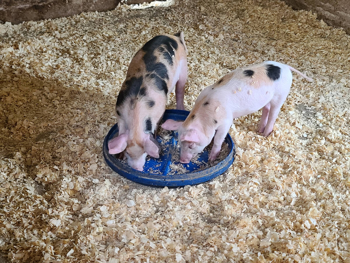 Masterfeeds makes and sells feed products for various livestock sectors including swine, cattle and poultry. Photo: Patrick Hatt/iStock/Getty Images